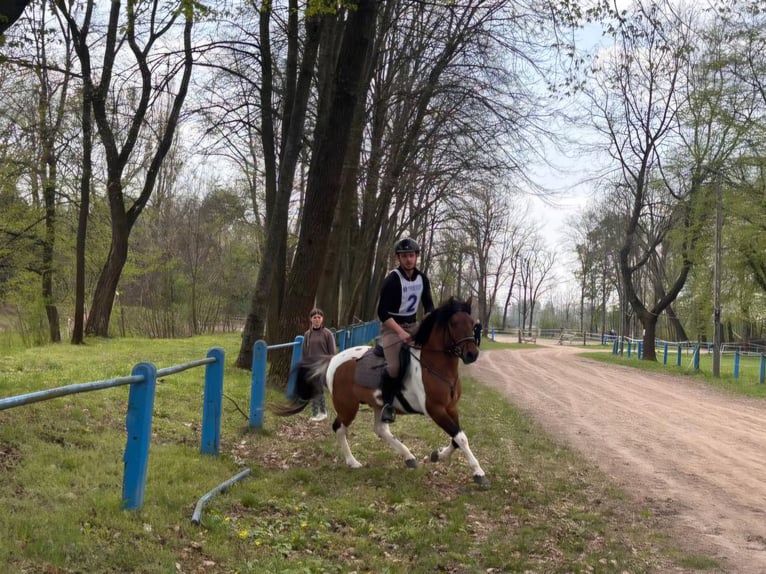 Huzule Wallach 4 Jahre 141 cm Schecke in Młodzianów
