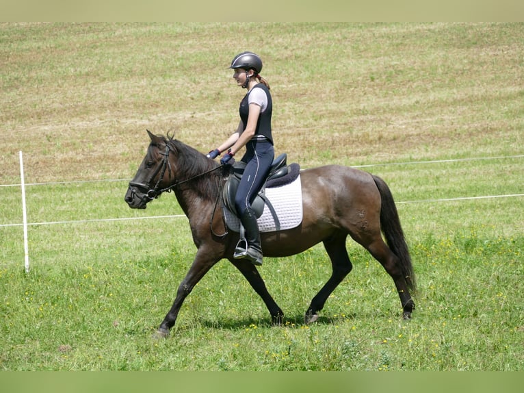 Huzule Wallach 4 Jahre 142 cm Falbe in Ramsau