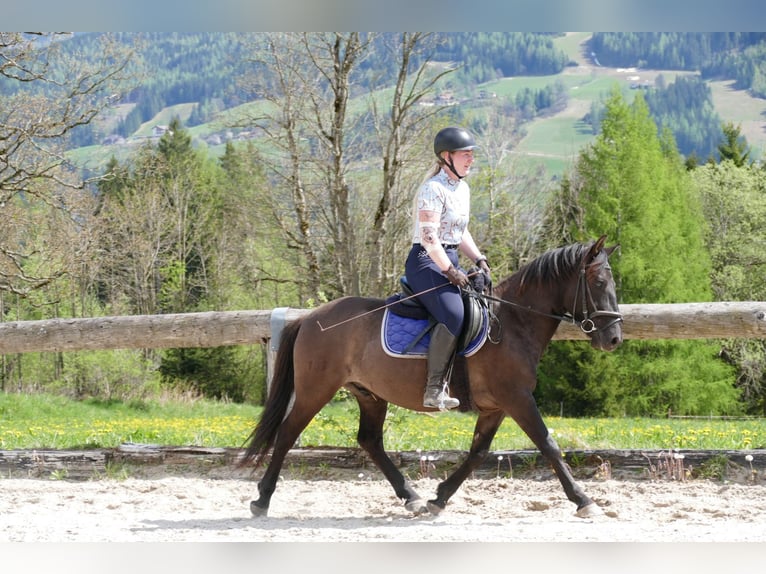 Huzule Wallach 4 Jahre 142 cm Falbe in Ramsau