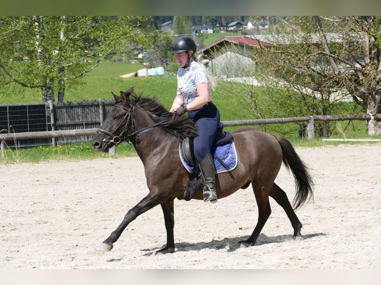 Huzule Wallach 4 Jahre 142 cm Falbe in Ramsau