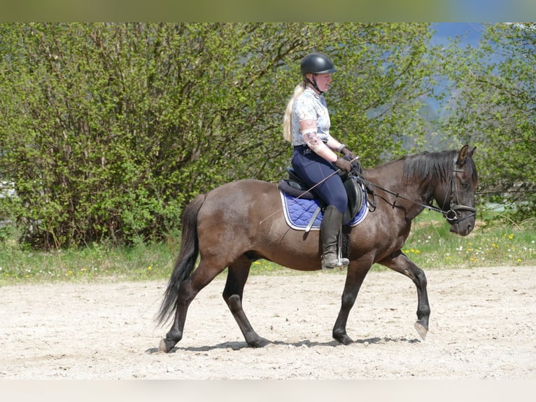 Huzule Wallach 4 Jahre 142 cm Falbe in Ramsau