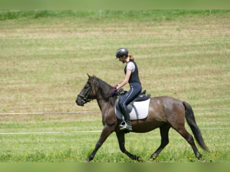 Huzule Wallach 4 Jahre 142 cm Falbe in Ramsau