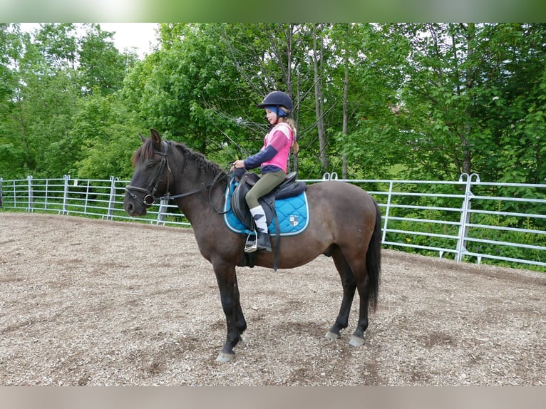 Huzule Wallach 4 Jahre 142 cm Falbe in Ramsau