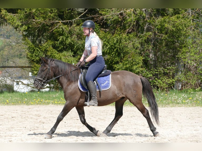 Huzule Wallach 4 Jahre 142 cm Falbe in Ramsau