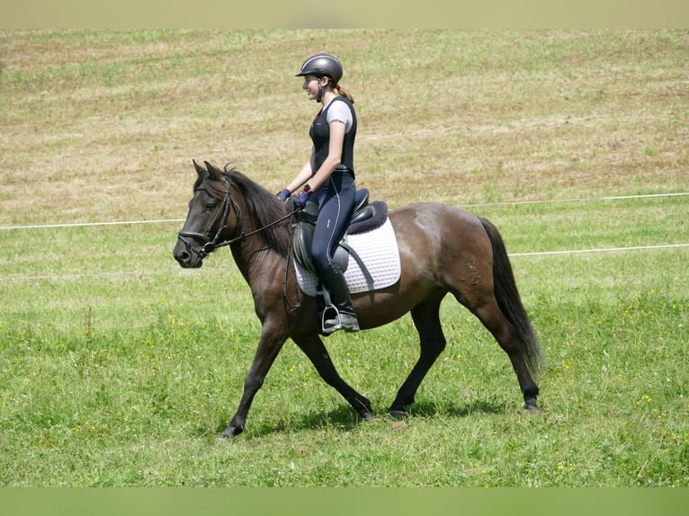 Huzule Wallach 4 Jahre 142 cm Falbe in Ramsau