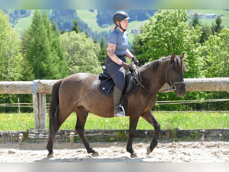 Huzule Wallach 4 Jahre 142 cm Falbe in Ramsau