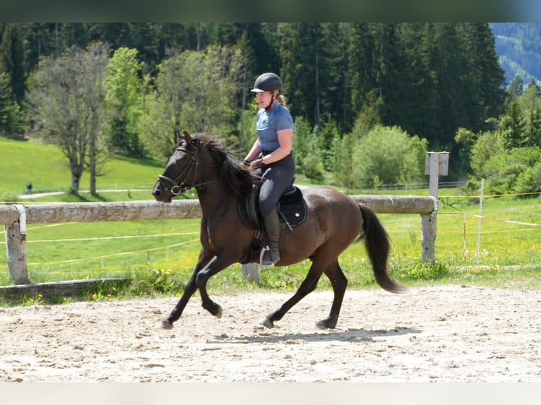 Huzule Wallach 4 Jahre 142 cm Falbe in Ramsau