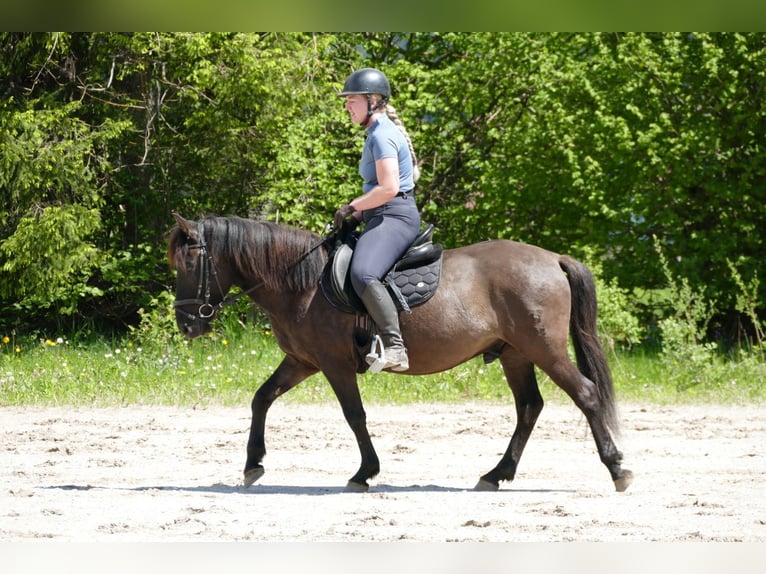 Huzule Wallach 4 Jahre 142 cm Falbe in Ramsau