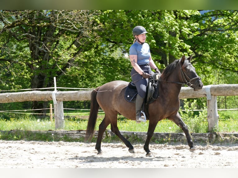 Huzule Wallach 4 Jahre 142 cm Falbe in Ramsau