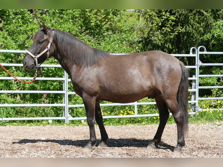 Huzule Wallach 4 Jahre 142 cm Falbe in Ramsau