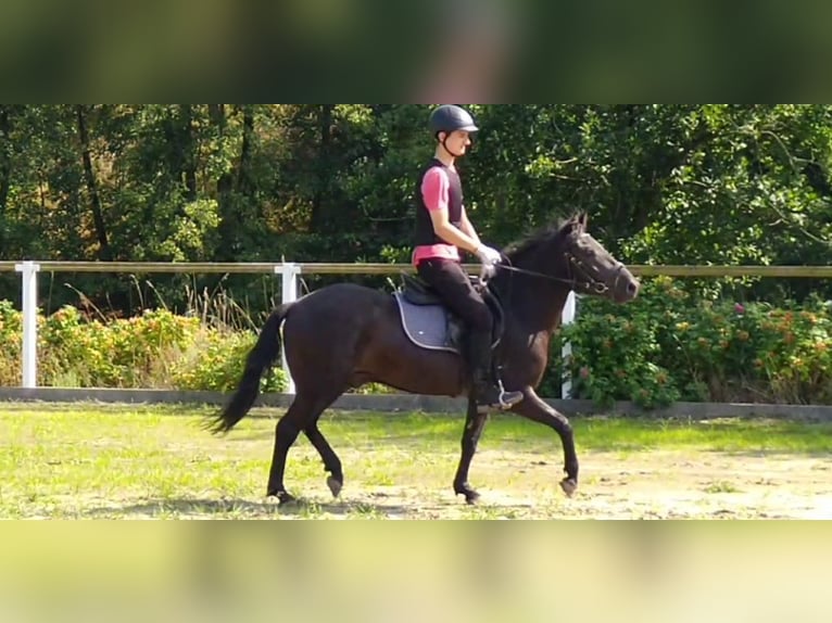 Huzule Wallach 4 Jahre 142 cm Rappe in Kamenz