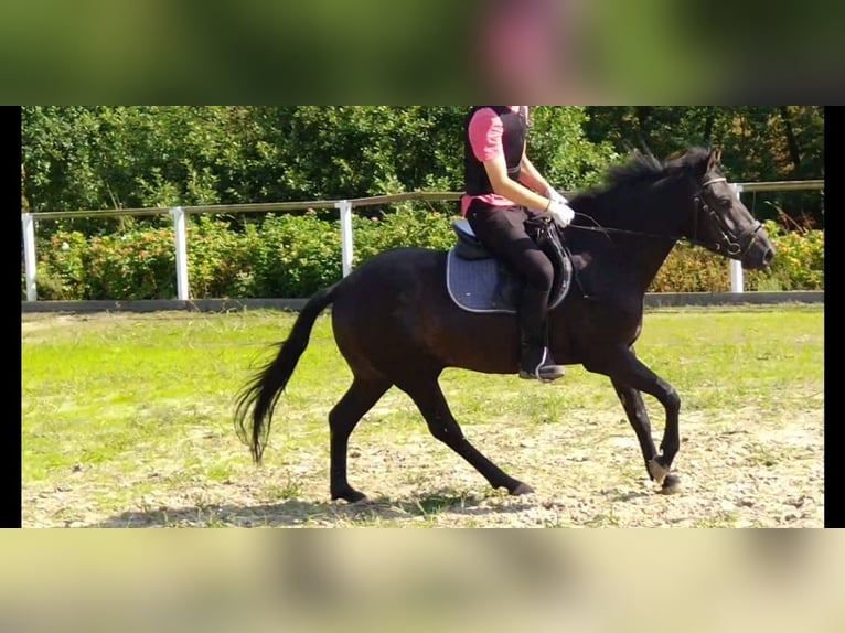 Huzule Wallach 4 Jahre 142 cm Rappe in Kamenz