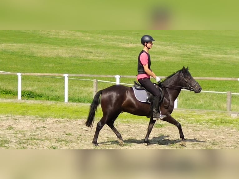 Huzule Wallach 4 Jahre 142 cm Rappe in Kamenz