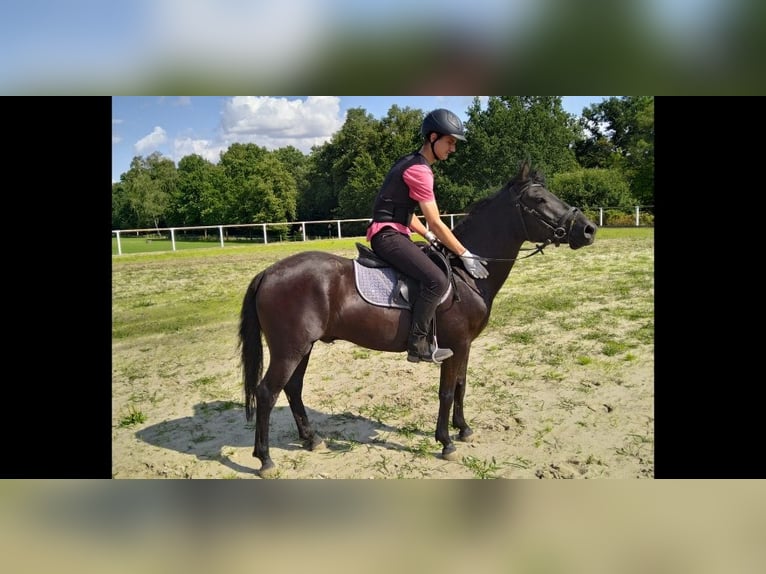 Huzule Wallach 4 Jahre 142 cm Rappe in Kamenz