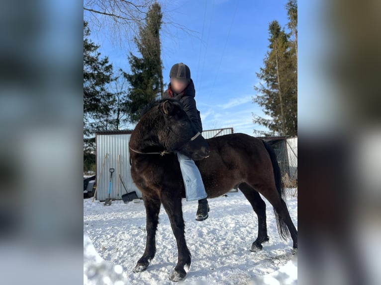 Huzule Wallach 4 Jahre 142 cm Rappe in Zagórz