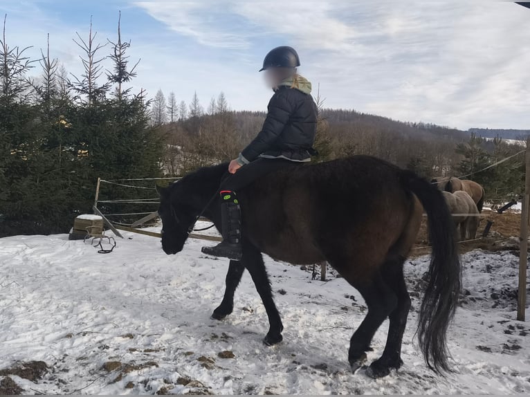 Huzule Wallach 4 Jahre 142 cm Rappe in Zagórz