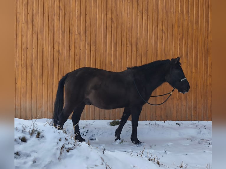 Huzule Wallach 4 Jahre 142 cm Rappe in Zagórz
