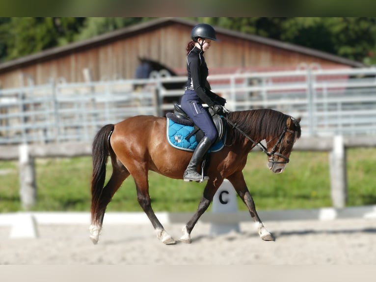 Huzule Wallach 4 Jahre 143 cm Falbe in Ramsau am Dachstein