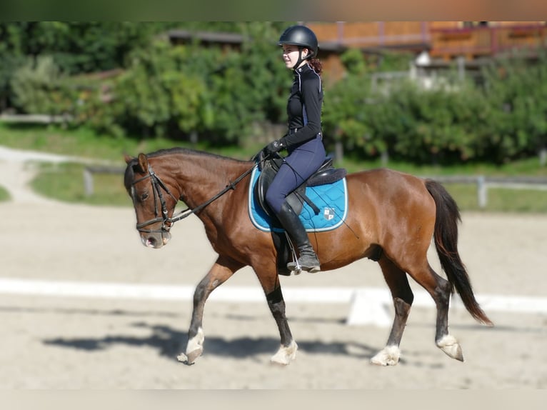 Huzule Wallach 4 Jahre 143 cm Falbe in Ramsau am Dachstein