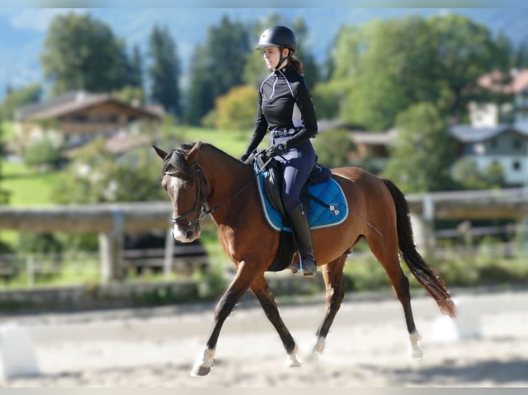 Huzule Wallach 4 Jahre 143 cm Falbe in Ramsau am Dachstein