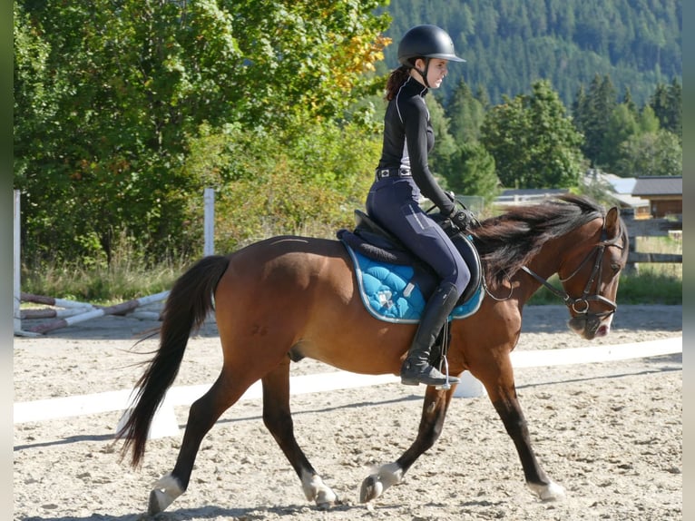 Huzule Wallach 4 Jahre 143 cm Falbe in Ramsau am Dachstein