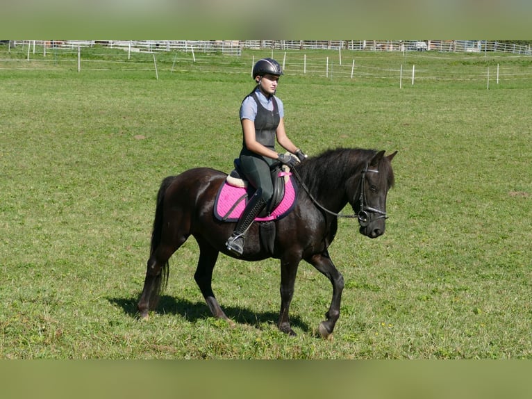 Huzule Wallach 4 Jahre 143 cm Rappe in Ramsau am Dachstein