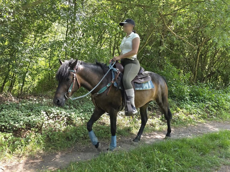 Huzule Wallach 4 Jahre 145 cm Brauner in Linkenbach