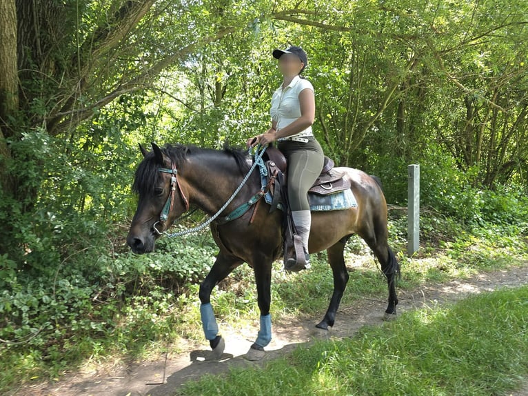 Huzule Wallach 4 Jahre 145 cm Brauner in Linkenbach