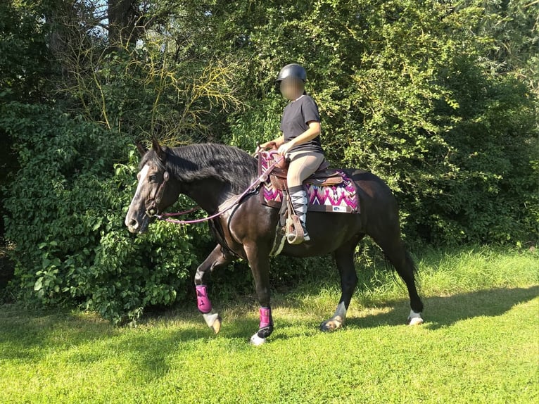 Huzule Wallach 4 Jahre 145 cm Brauner in Linkenbach