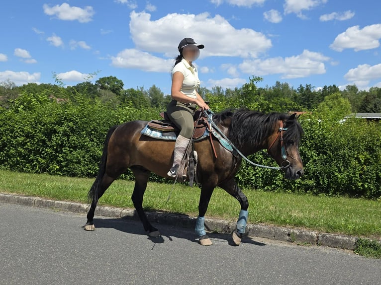 Huzule Wallach 4 Jahre 145 cm Brauner in Linkenbach