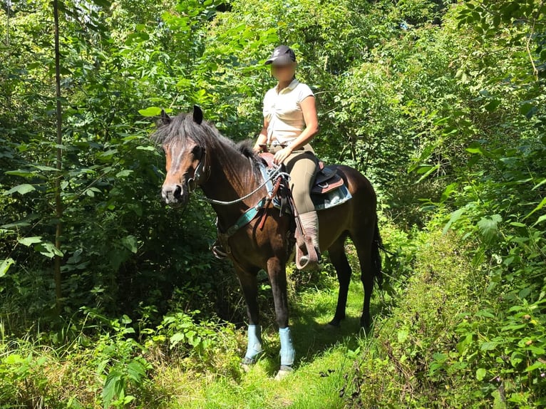 Huzule Wallach 4 Jahre 145 cm Brauner in Linkenbach