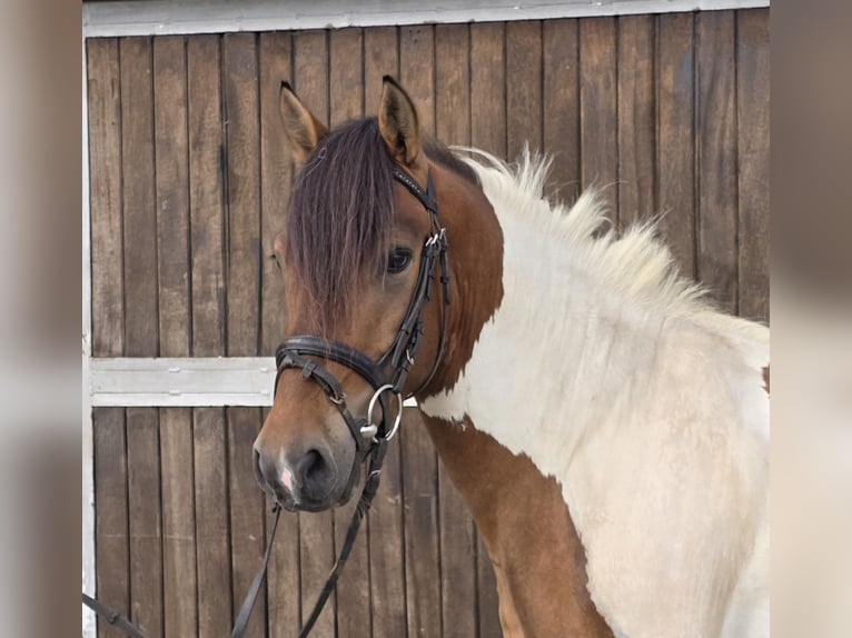 Huzule Wallach 4 Jahre 146 cm Schecke in M&#xFC;lheim an der Ruhr