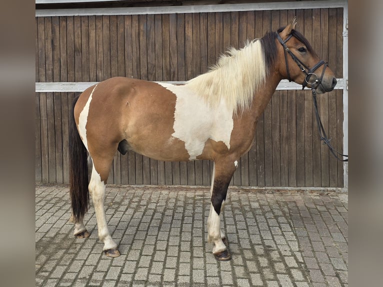 Huzule Wallach 4 Jahre 146 cm Schecke in M&#xFC;lheim an der Ruhr