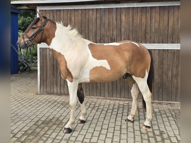 Huzule Wallach 4 Jahre 146 cm Schecke in M&#xFC;lheim an der Ruhr