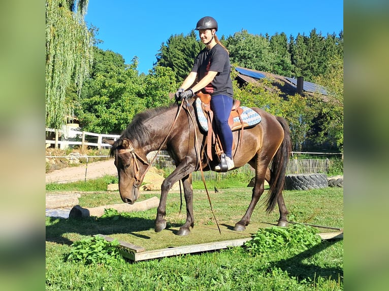 Huzule Wallach 4 Jahre 147 cm Dunkelbrauner in Bayerbach