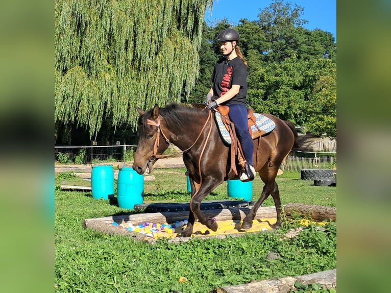 Huzule Wallach 4 Jahre 147 cm Dunkelbrauner in Bayerbach