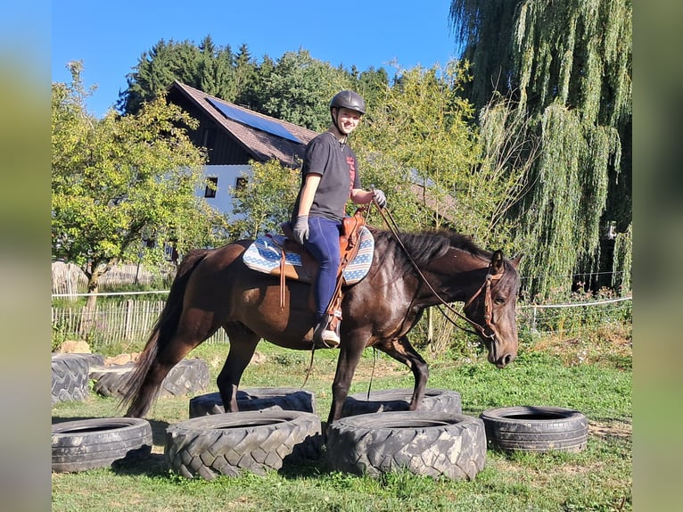 Huzule Wallach 4 Jahre 147 cm Dunkelbrauner in Bayerbach
