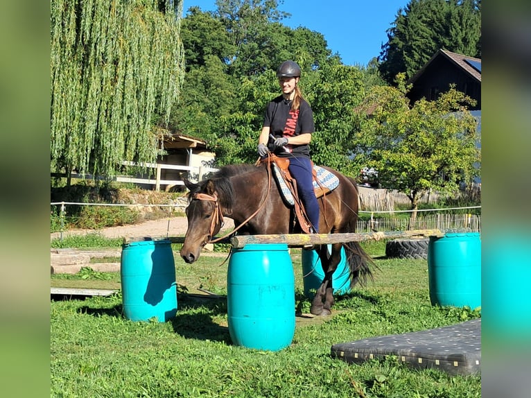 Huzule Wallach 4 Jahre 147 cm Dunkelbrauner in Bayerbach