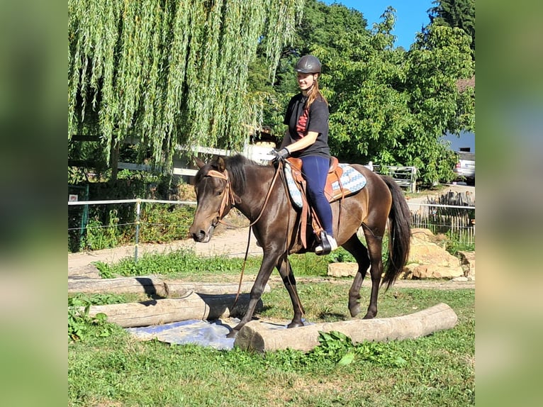 Huzule Wallach 4 Jahre 147 cm Dunkelbrauner in Bayerbach