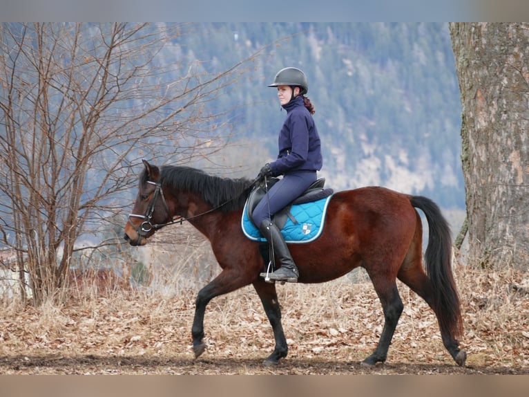 Huzule Wallach 4 Jahre 148 cm Falbe in Ramsau