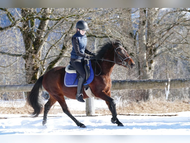 Huzule Wallach 4 Jahre 148 cm Falbe in Ramsau