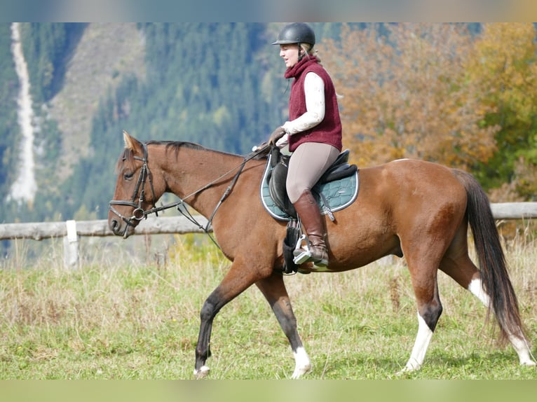 Huzule Mix Wallach 4 Jahre 150 cm Schecke in Ramsau