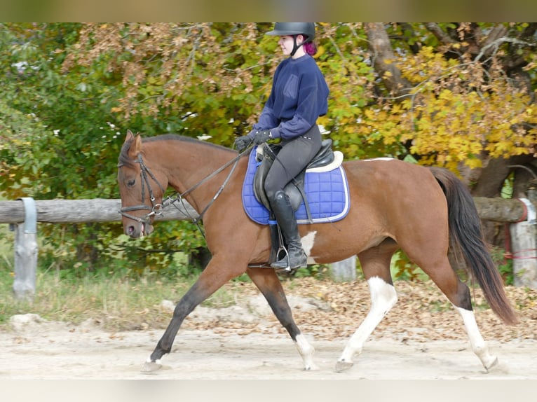 Huzule Mix Wallach 4 Jahre 150 cm Schecke in Ramsau