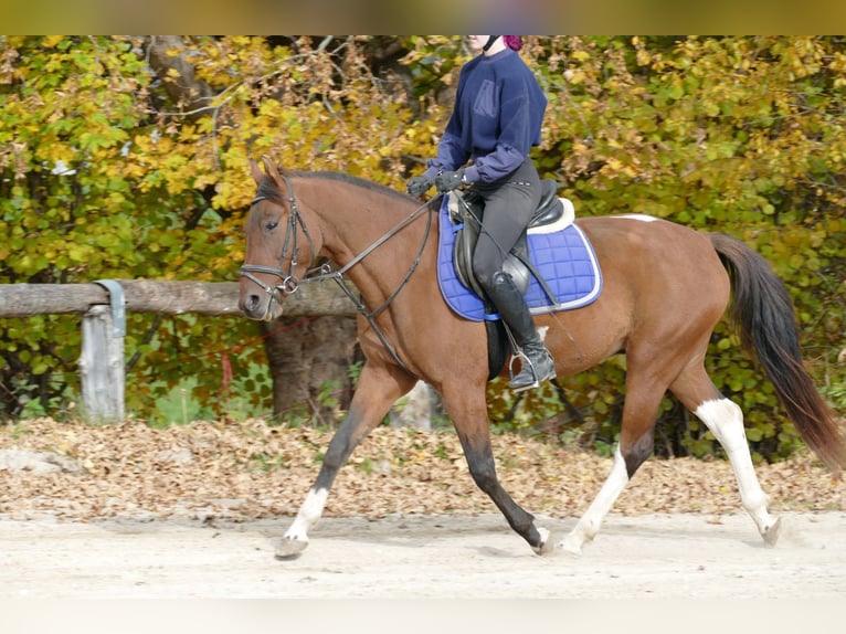 Huzule Mix Wallach 4 Jahre 150 cm Schecke in Ramsau