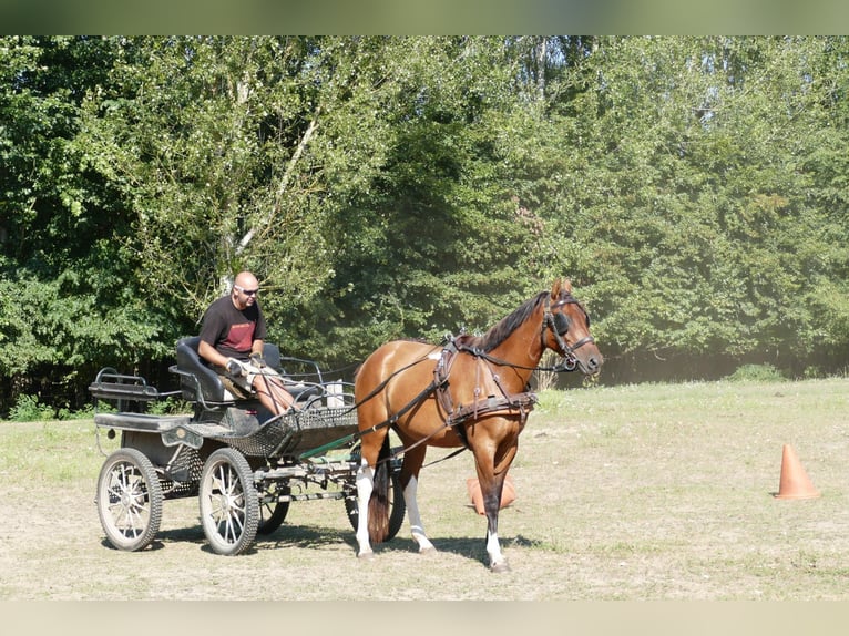 Huzule Mix Wallach 4 Jahre 150 cm Schecke in Ramsau