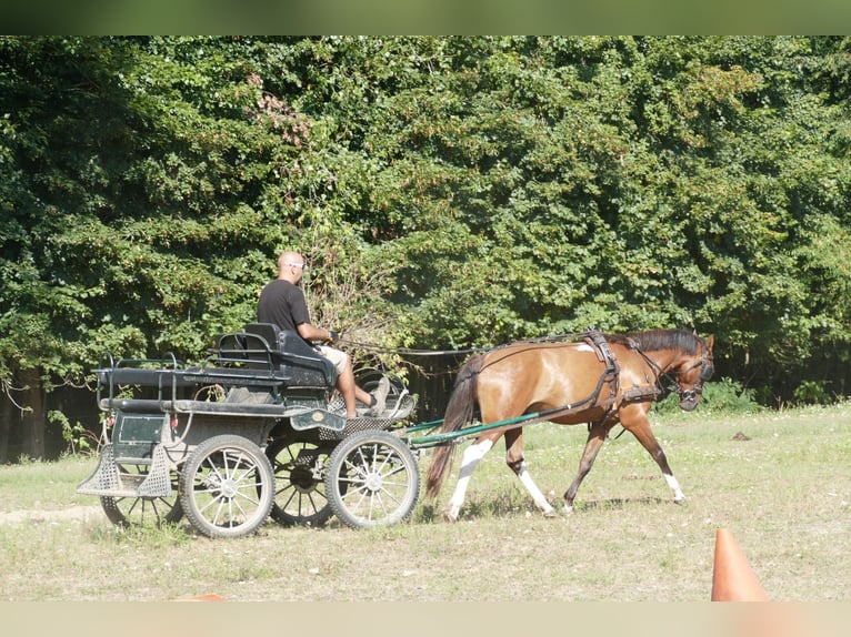 Huzule Mix Wallach 4 Jahre 150 cm Schecke in Ramsau