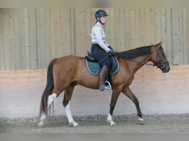 Huzule Mix Wallach 4 Jahre 150 cm Schecke in Ramsau