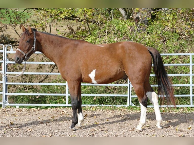 Huzule Mix Wallach 4 Jahre 150 cm Schecke in Ramsau