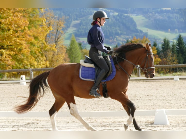 Huzule Mix Wallach 4 Jahre 150 cm Schecke in Ramsau