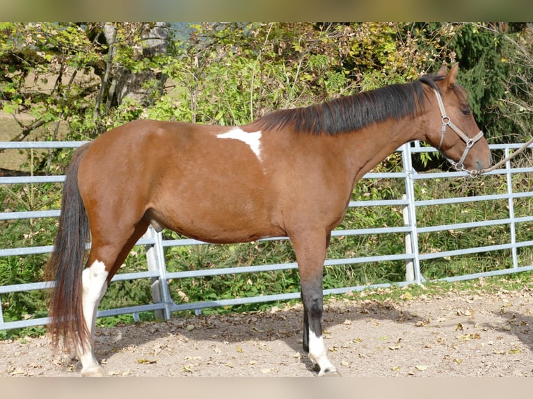 Huzule Mix Wallach 4 Jahre 150 cm Schecke in Ramsau